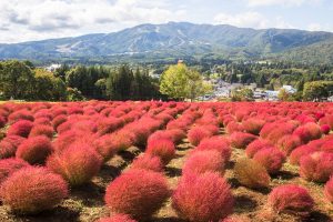 コキアパーク　ひるがの高原の観光・撮影スポットの写真や画像　