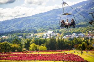コキアパーク　ひるがの高原の観光・撮影スポットの写真や画像　