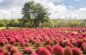 コキアパーク　ひるがの高原の観光・撮影スポットの写真や画像　