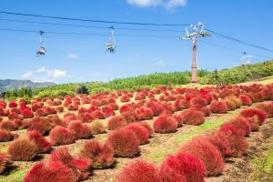 コキアパーク　ひるがの高原の観光・撮影スポットの写真や画像　