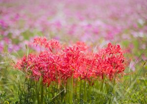 彼岸花とコスモス畑（10月）　三重県員弁郡東員町の観光・撮影スポット写真と画像