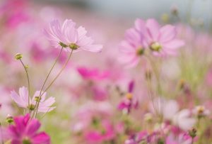 コスモス畑（10月）　三重県員弁郡東員町の観光・撮影スポット写真と画像