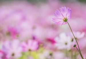 コスモス畑（10月）　三重県員弁郡東員町の観光・撮影スポット写真と画像