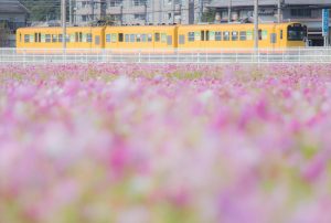 コスモス畑（10月）　三重県員弁郡東員町の観光・撮影スポット写真と画像