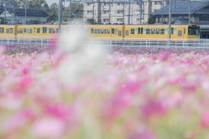 コスモス畑（10月）　三重県員弁郡東員町の観光・撮影スポット写真と画像
