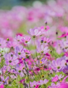 コスモス畑（10月）　三重県員弁郡東員町の観光・撮影スポット写真と画像