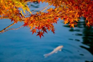 白鳥庭園　観楓会(かんぷうかい)／あかりアート　名古屋市熱田区の観光・撮影スポットの画像や写真