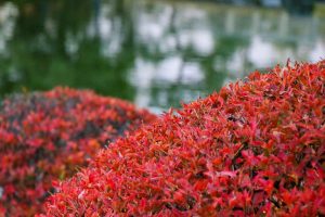 白鳥庭園　観楓会(かんぷうかい)／あかりアート　名古屋市熱田区の観光・撮影スポットの画像や写真