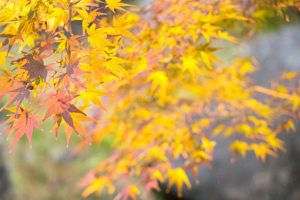白鳥庭園　観楓会(かんぷうかい)／あかりアート　名古屋市熱田区の観光・撮影スポットの画像や写真