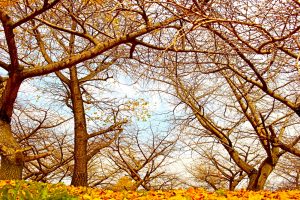 祖父江イチョウ黄葉まつり 愛知県稲沢市観光・撮影スポットの画像や写真