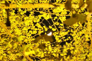 祖父江イチョウ黄葉まつり 愛知県稲沢市観光・撮影スポットの画像や写真