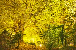 祖父江イチョウ黄葉まつり 愛知県稲沢市観光・撮影スポットの画像や写真