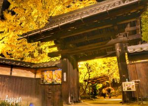 祖父江イチョウ黄葉まつり 愛知県稲沢市観光・撮影スポットの画像や写真