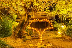祖父江イチョウ黄葉まつり 愛知県稲沢市観光・撮影スポットの画像や写真