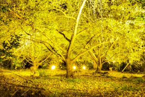 祖父江イチョウ黄葉まつり 愛知県稲沢市観光・撮影スポットの画像や写真