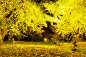 祖父江イチョウ黄葉まつり 愛知県稲沢市観光・撮影スポットの画像や写真