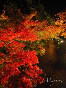 なばなの里、紅葉ライトアップ、12月冬、三重県桑名市の観光・撮影スポットの画像と写真