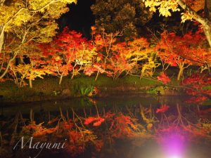 なばなの里、紅葉ライトアップ、12月冬、三重県桑名市の観光・撮影スポットの画像と写真クション　三重県桑名市長島町観光・撮影スポットの画像や写真