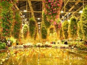 なばなの里、ベゴニアガーデン、12月冬、三重県桑名市の観光・撮影スポットの画像と写真