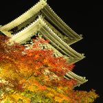 興正寺　五重の塔　紅葉　ライトアップ　名古屋市昭和区八事の観光・撮影スポットの画像や写真