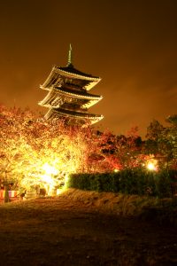 興正寺　五重の塔　紅葉　ライトアップ　名古屋市昭和区八事の観光・撮影スポットの画像や写真