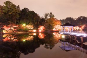 岡崎東公園　紅葉　ライトアップ　夜景　愛知県岡崎市の観光・撮影スポットの画像や写真
