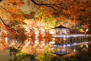 岡崎東公園　紅葉　ライトアップ　夜景　愛知県岡崎市の観光・撮影スポットの画像や写真