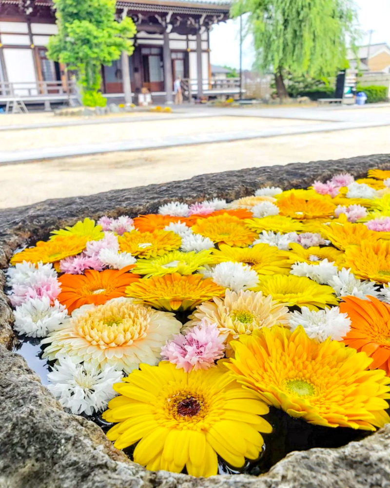 法盛寺、花手水、5月夏、三重県桑名市の観光・撮影スポットの名所