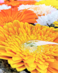 法盛寺、花手水、5月夏、三重県桑名市の観光・撮影スポットの名所