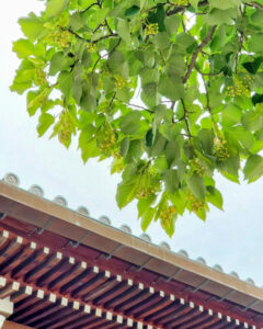 法盛寺、花手水、5月夏、三重県桑名市の観光・撮影スポットの名所