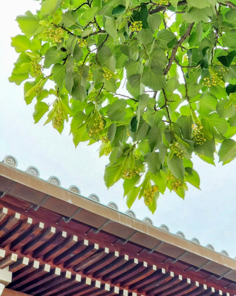 法盛寺、花手水、5月夏、三重県桑名市の観光・撮影スポットの名所
