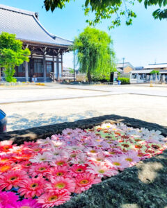 法盛寺、花手水、5月夏、三重県桑名市の観光・撮影スポットの名所