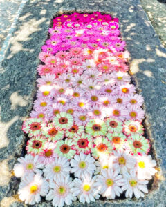 法盛寺、花手水、5月夏、三重県桑名市の観光・撮影スポットの名所