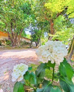 石刀神社、6月夏、愛知県一宮市の観光・撮影スポットの名所