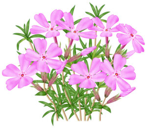 芝桜イラスト