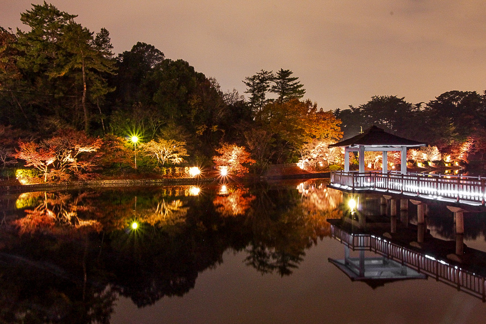 岡崎東公園、紅葉、ライトアップ、夜景、11月秋、愛知県岡崎市の観光・撮影スポットの画像や写真