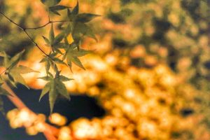 徳川園紅葉祭　ライトアップ　もみじ　名古屋市東区の観光・撮影スポットの画像や写真