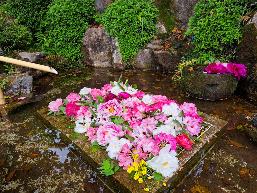 桂昌寺ぼたん園、花手水、 5月夏の花、岐阜県郡上市の観光・撮影スポットの名所