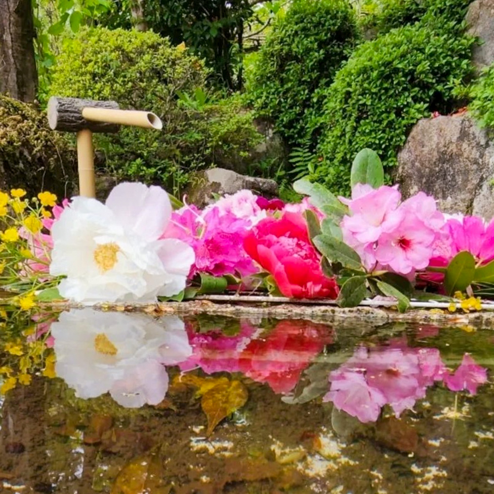 桂昌寺ぼたん園、花手水、 5月夏の花、岐阜県郡上市の観光・撮影スポットの名所