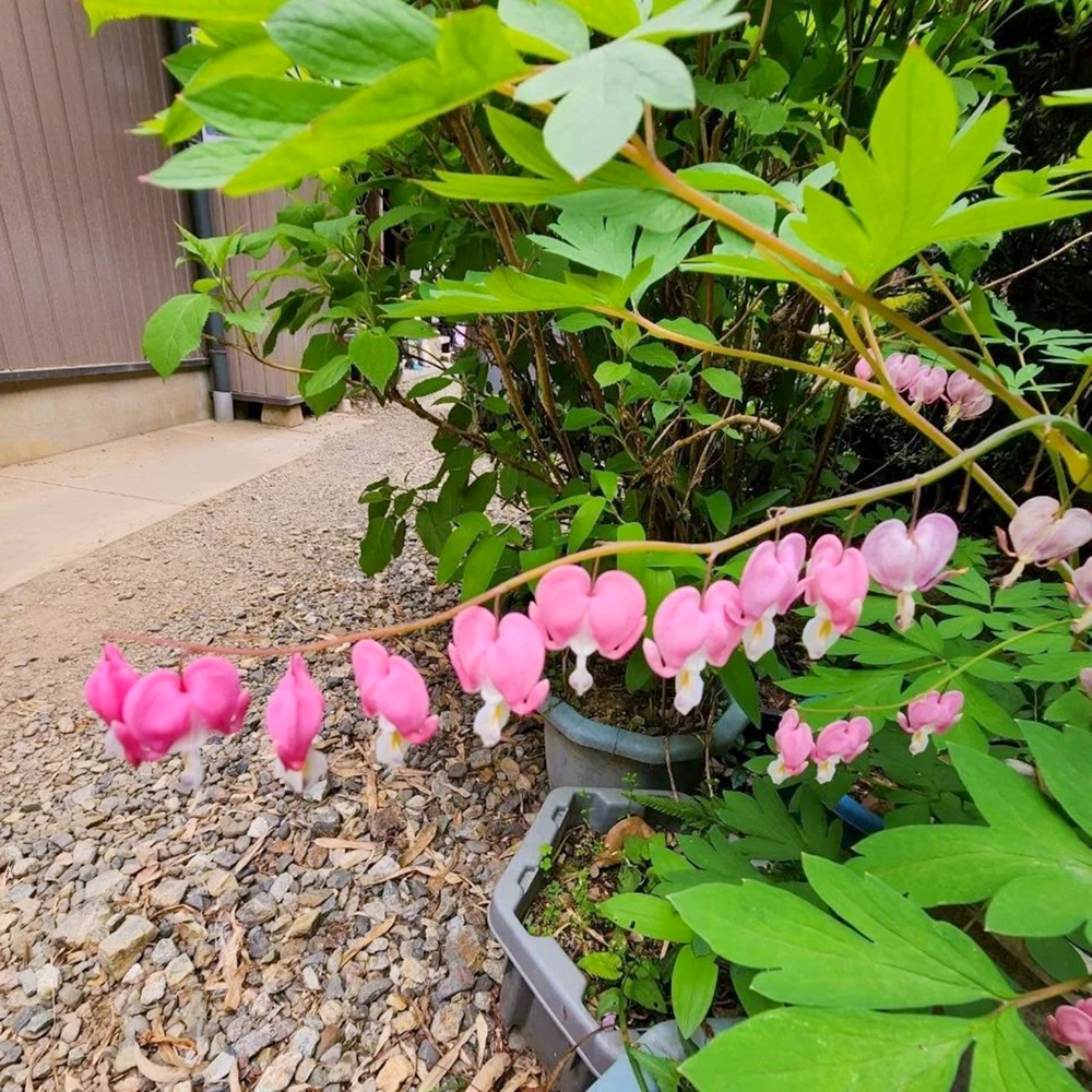 桂昌寺、 5月夏の花、岐阜県郡上市の観光・撮影スポットの名所