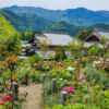 桂昌寺ぼたん園 、5月夏の花、岐阜県郡上市の観光・撮影スポットの名所