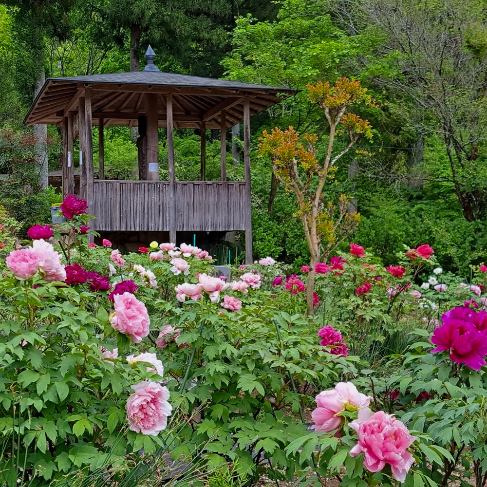 桂昌寺ぼたん園 、5月夏の花、岐阜県郡上市の観光・撮影スポットの名所