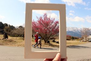 いなべ市農業公園　梅林公園　梅　三重県いなべ市藤原町の観光・撮影スポットの画像と写真