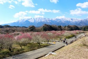 いなべ市農業公園　梅林公園　梅　三重県いなべ市藤原町の観光・撮影スポットの画像と写真