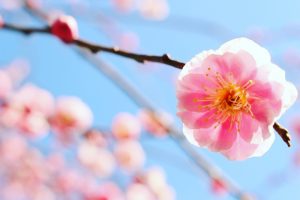 いなべ市農業公園　梅林公園　梅　三重県いなべ市藤原町の観光・撮影スポットの画像と写真
