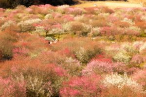 いなべ市農業公園　梅林公園　梅　三重県いなべ市藤原町の観光・撮影スポットの画像と写真