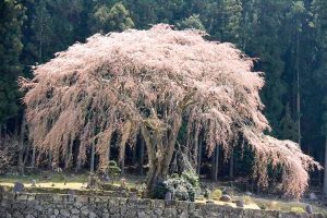水戸野のしだれ桜　岐阜県加茂郡白川町の観光・撮影スポットの画像と写真
