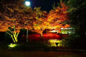 白鳥庭園　観楓会／あかりアート　紅葉　夜景　ライトアップ　リフレクション　名古屋市熱田区の観光・撮影スポットの画像と写真