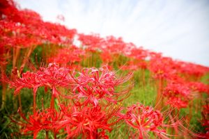 逢妻女川　彼岸花　愛知県豊田市の観光・撮影スポットの画像と写真