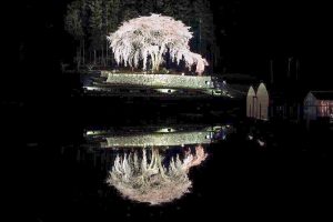 水戸野のしだれ桜　夜桜　ライトアップ　岐阜県加茂郡白川町の観光・撮影スポットの画像と写真